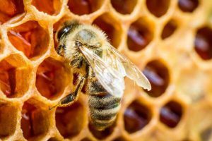 Initiation à l'apiculture