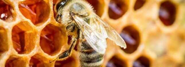 Initiation à l'apiculture