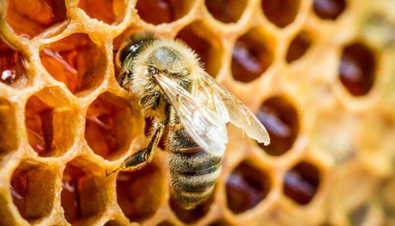 Initiation à l'apiculture